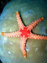 etoile de mer (1)